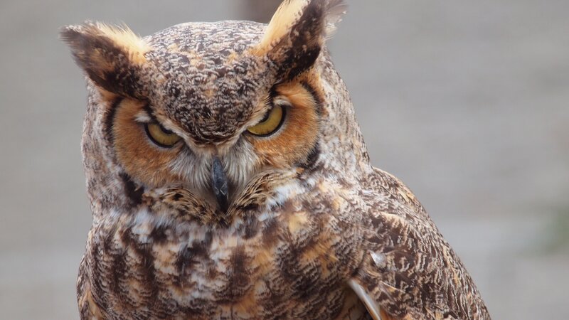 I see you