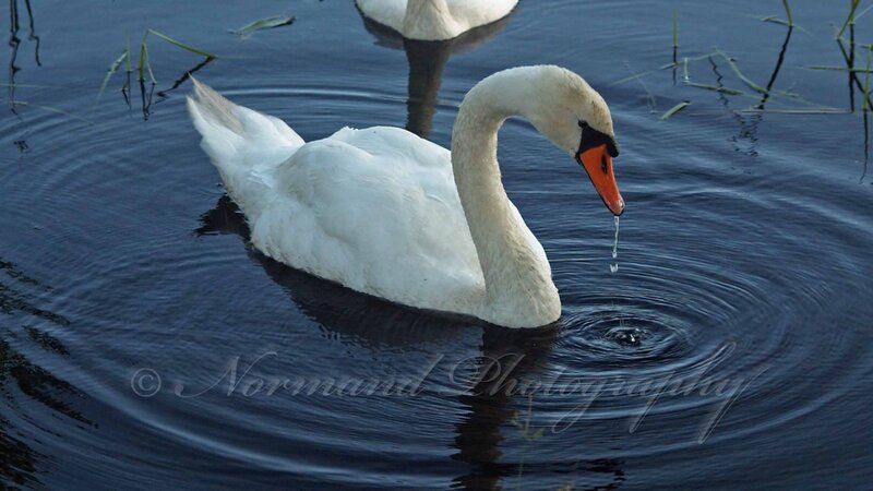 Swan