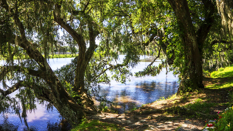 The Ashley River Bank -1 