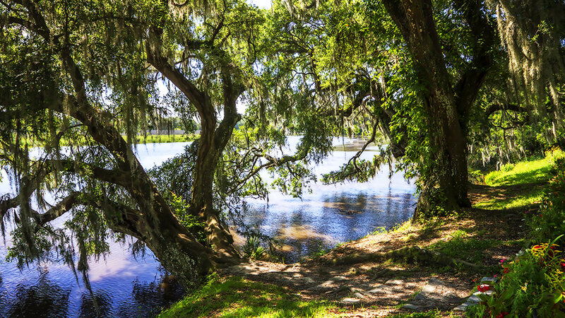 The Ashley River Bank -1 