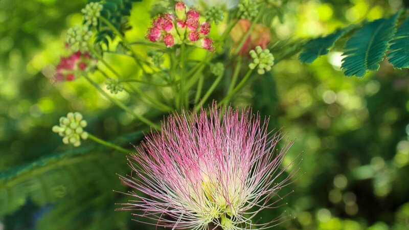 Park Bloom #1