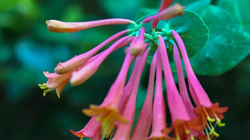 Park Bloom #2