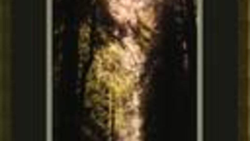 Path through the redwoods