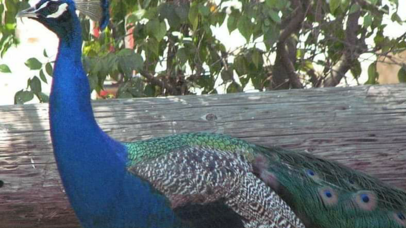 Peacock at KOA Santa Paula-1