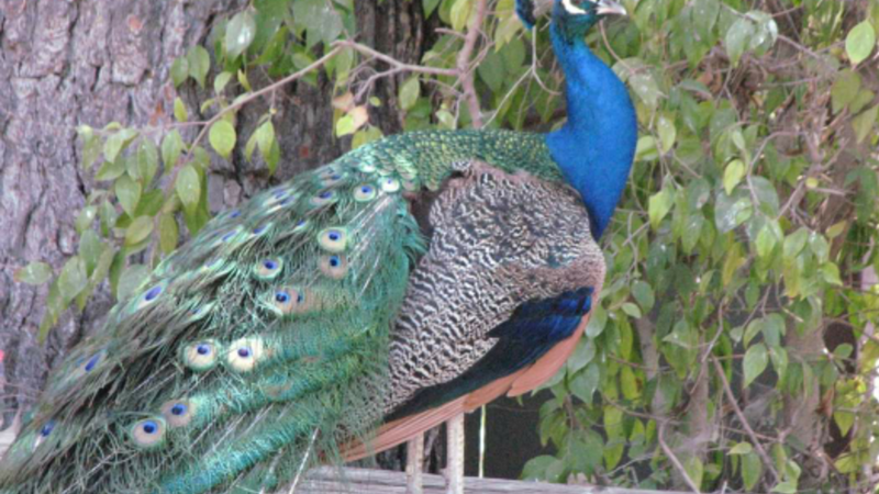 Peacock at KOA Santa Paula