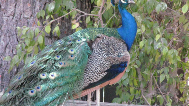 Peacock at KOA Santa Paula