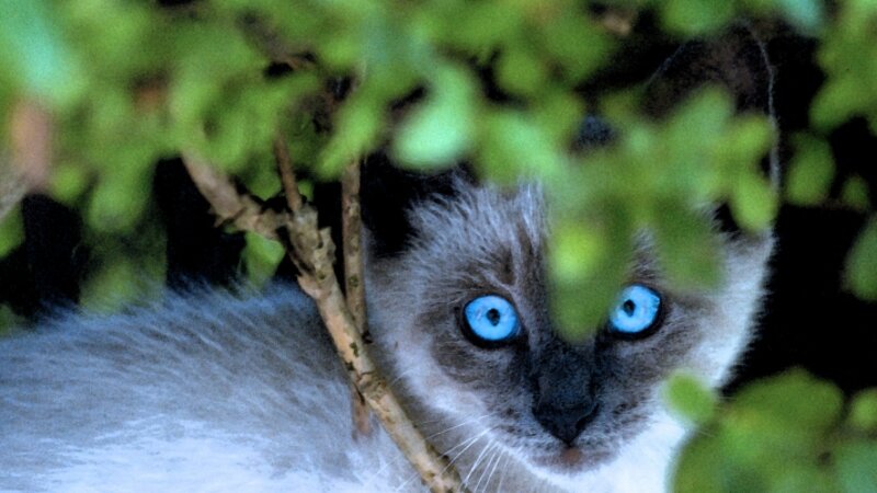 Peeking Feline