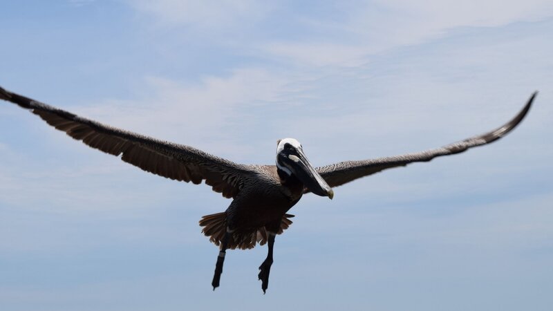Pelican