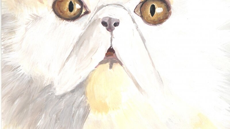 A persian cat