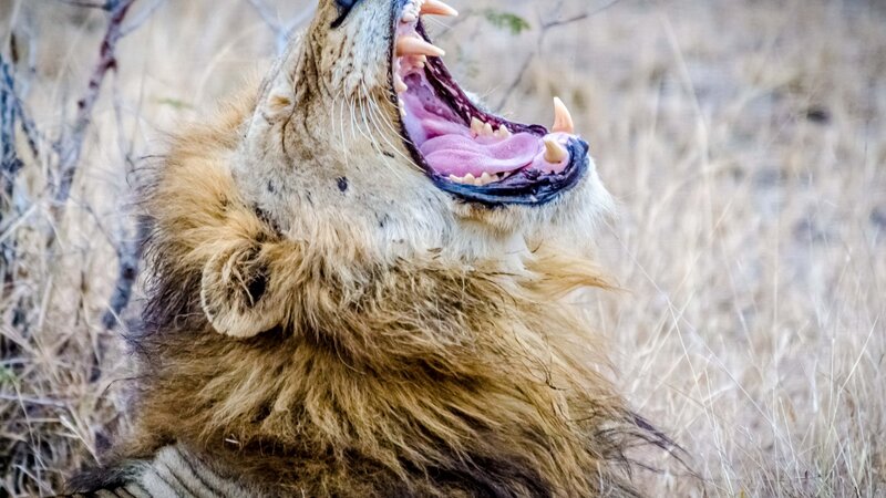 Lion Roaring