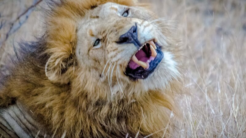 South Africa, Lion