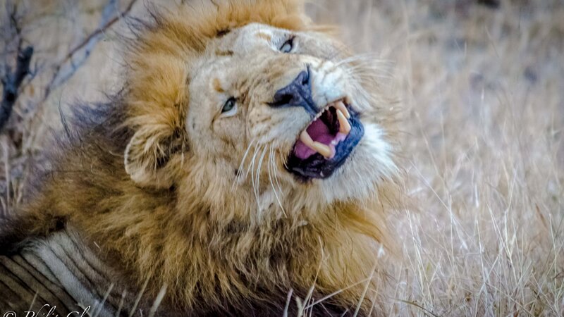 South Africa, Lion
