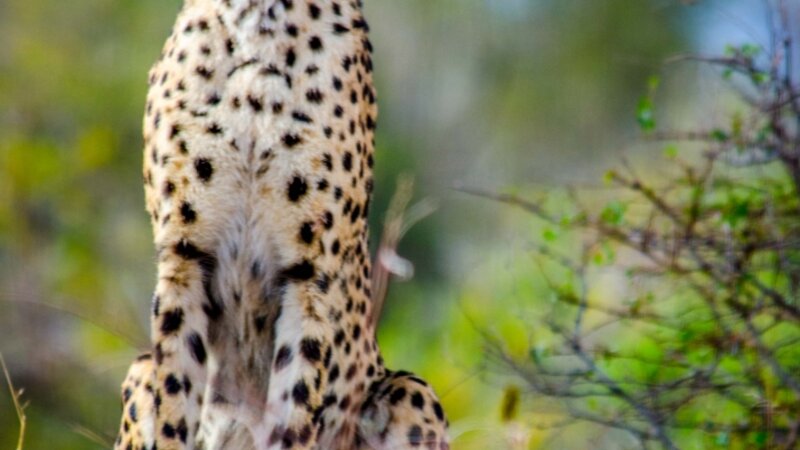 Leopard Pose