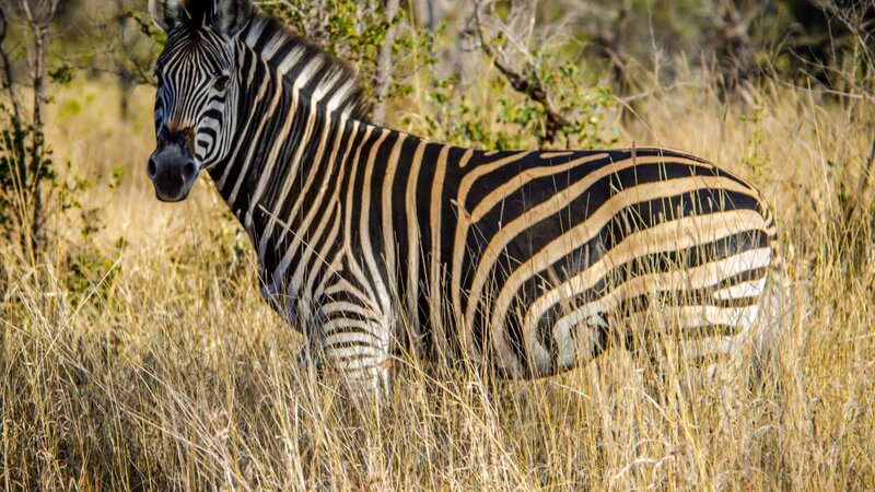 Zebra