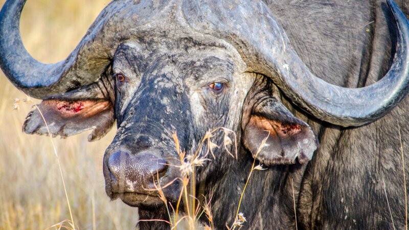 African Wildebeest