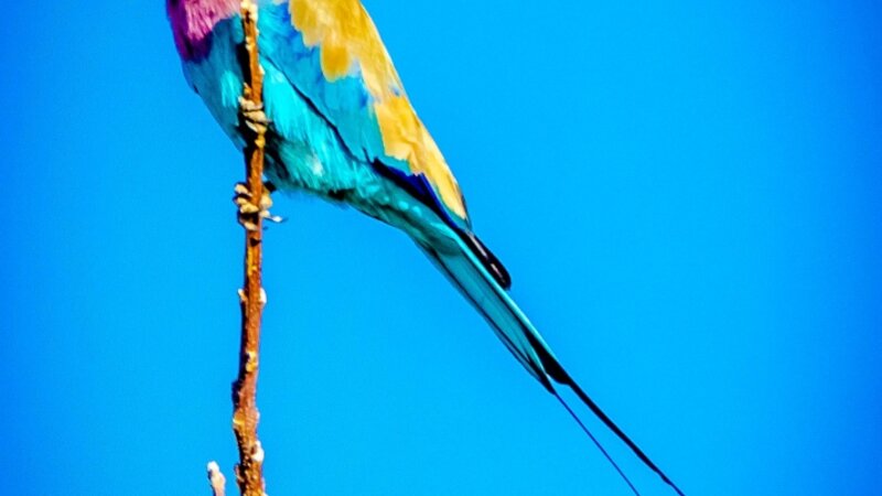 Lilac-Breasted Roller Bird