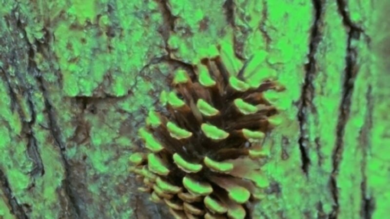Green Glow Pine Cone