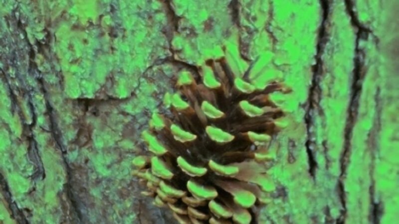 Green Glow Pine Cone