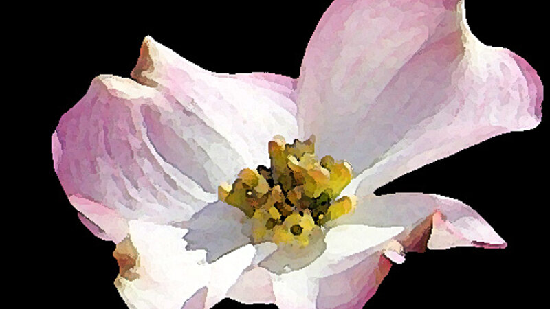 Pink Dogwood