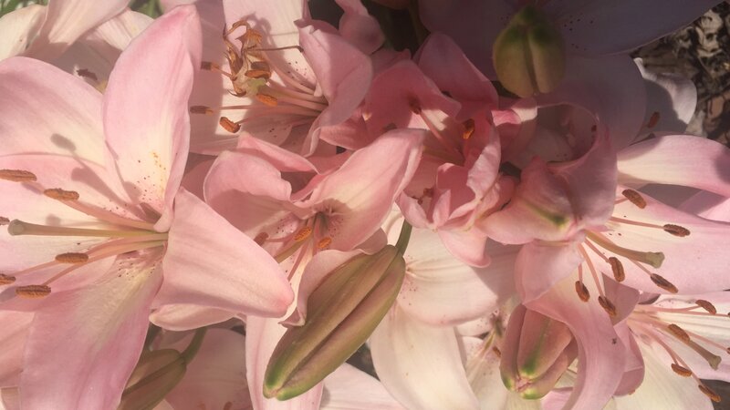 Pink Lilies