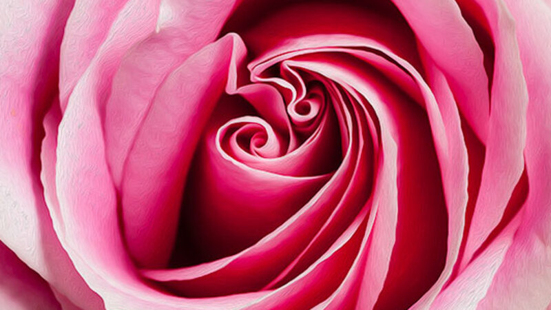 Pink Rose