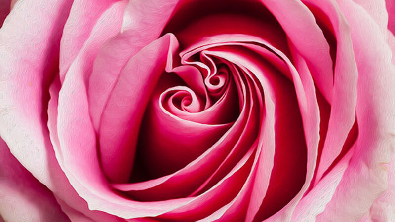 Pink Rose