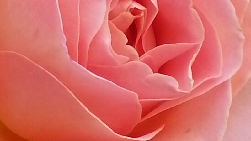 Pink Rose