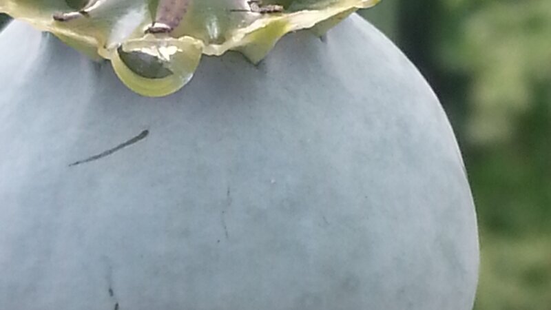 Poppy Pod