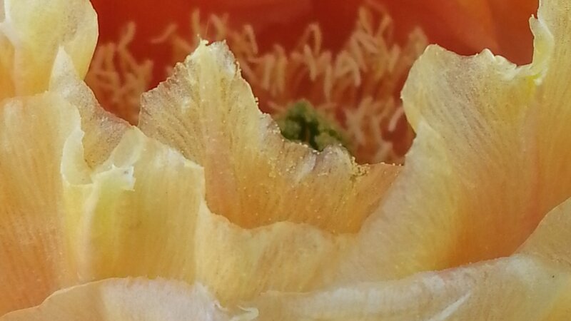 Prickly Pear Flower