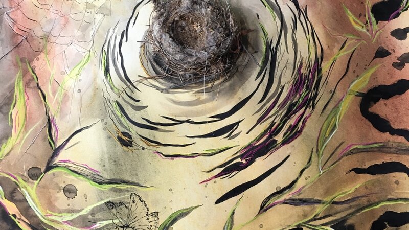 hummingbird nest, flight