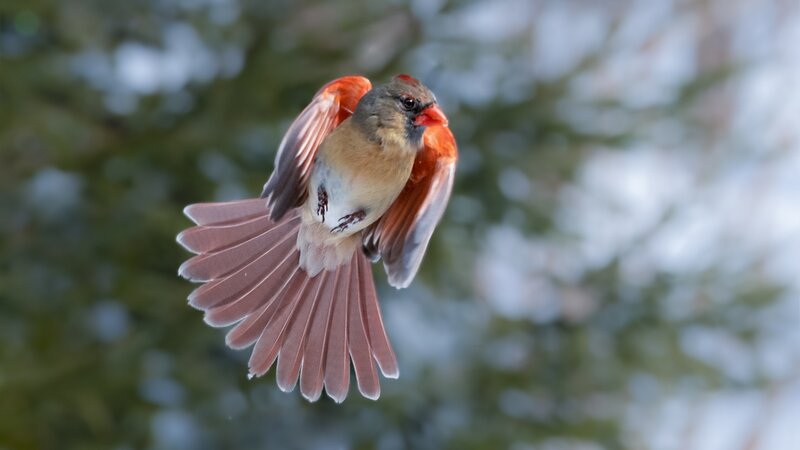 The orange angel-female northern cardinal