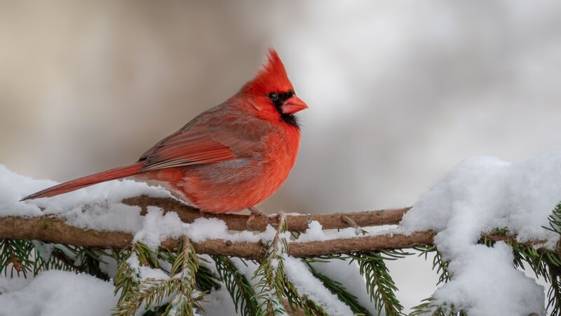 Male Northern Cardinal on a snowy branch