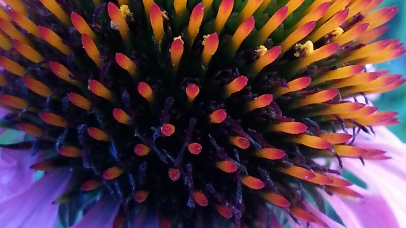 Purple Cone Flower