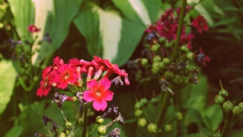Flowers