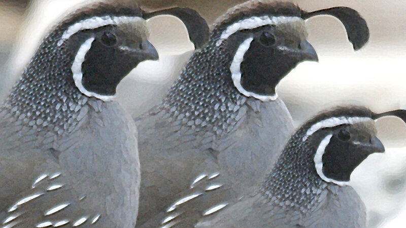 QUAIL