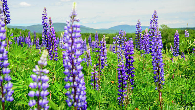 Rangeley, ME -A Field of Lupines