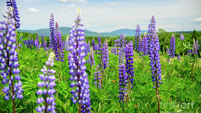 Rangeley, ME -A Field of Lupines