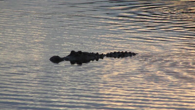 This photograph displays an alligator peaking it's upper body out of the rippling water.