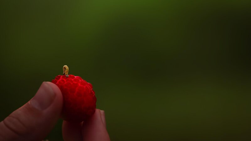 Worm-Macro