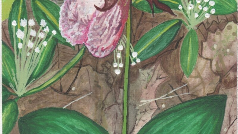 regina mollis domina calceamentia