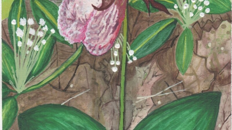 regina mollis domina calceamentia