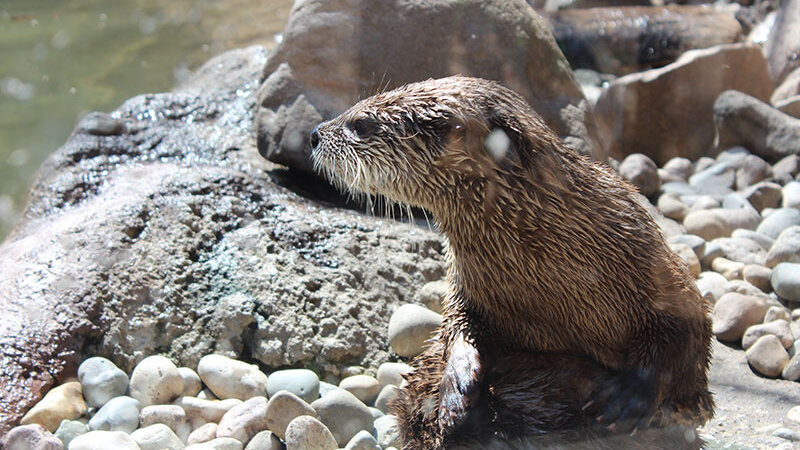 River Otter