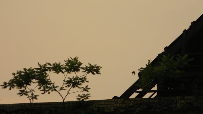 Roof Top Vegetation