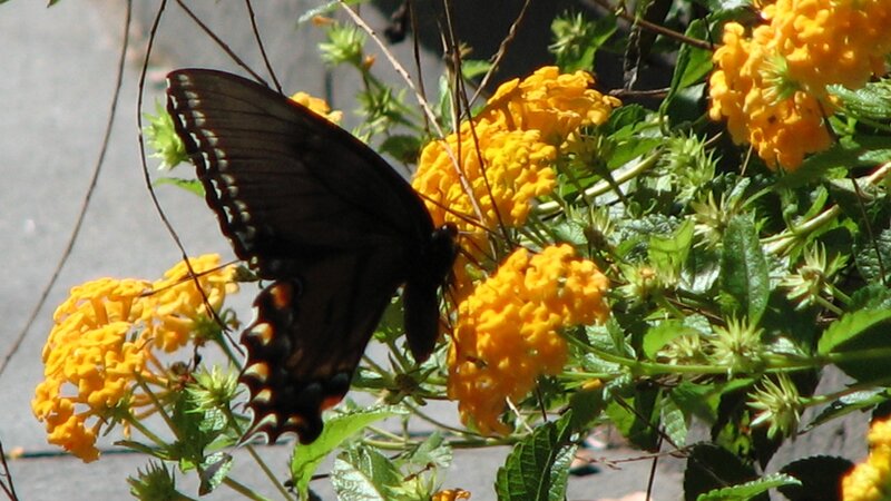 Black Butterfly