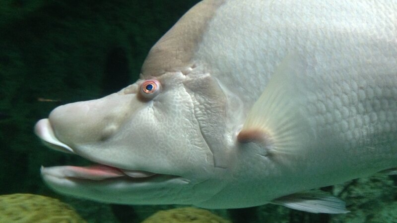 Sea Fish Up Close
