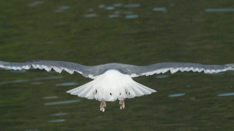 Seagull 1