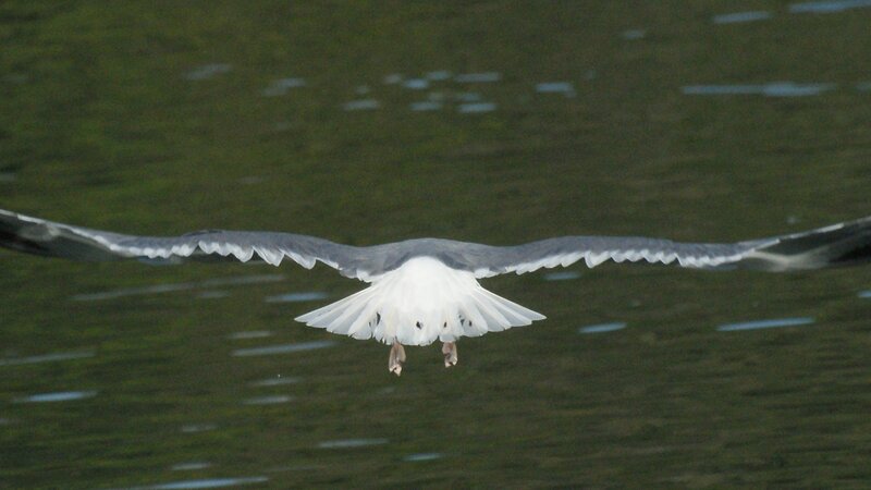 Seagull 1