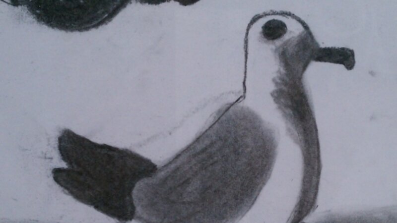 Seagull
