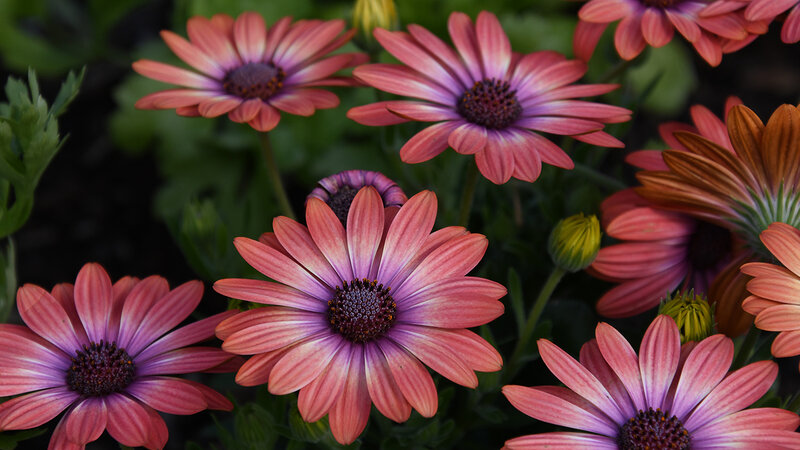 image of African Daisies