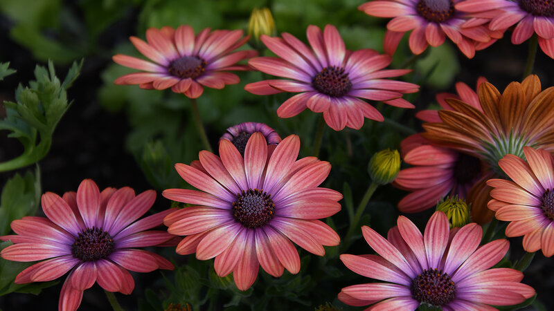 image of African Daisies